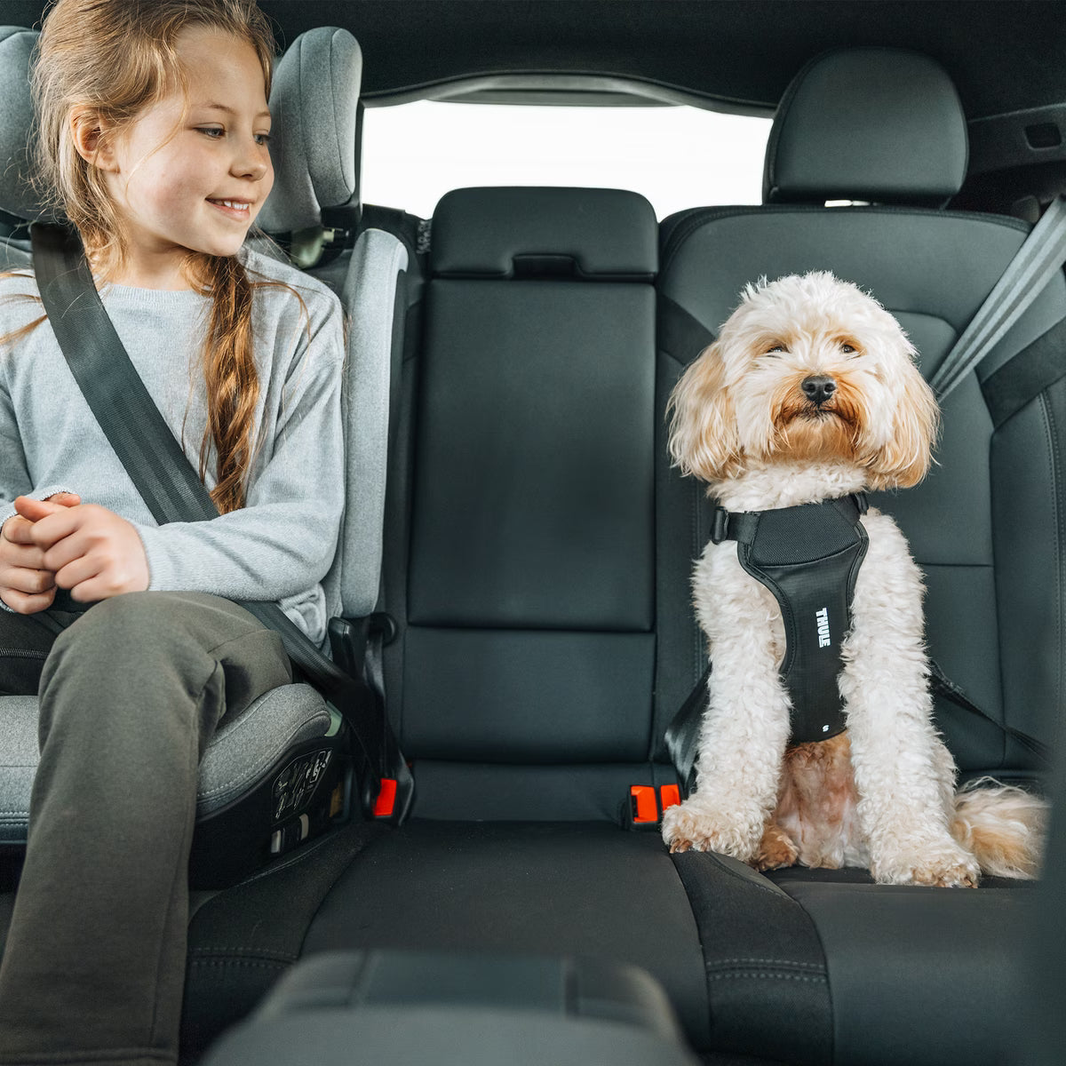 Thule Cappy (hondenharnas)